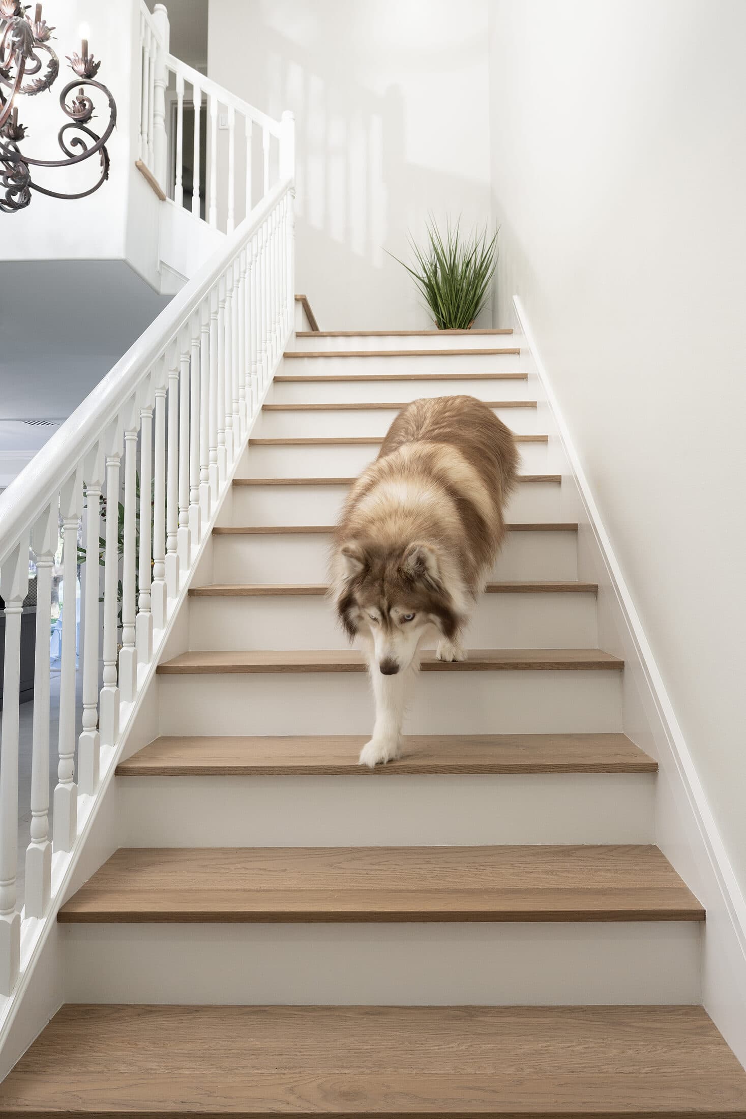 Finished home in Willshire Lakes, Naples. RIVA Earth hardwood and a custom staircase.