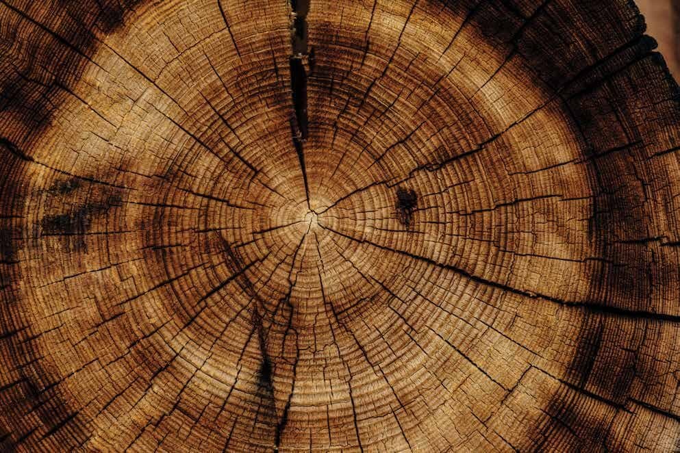 Annual growth rings in European oak, read from the heart out
