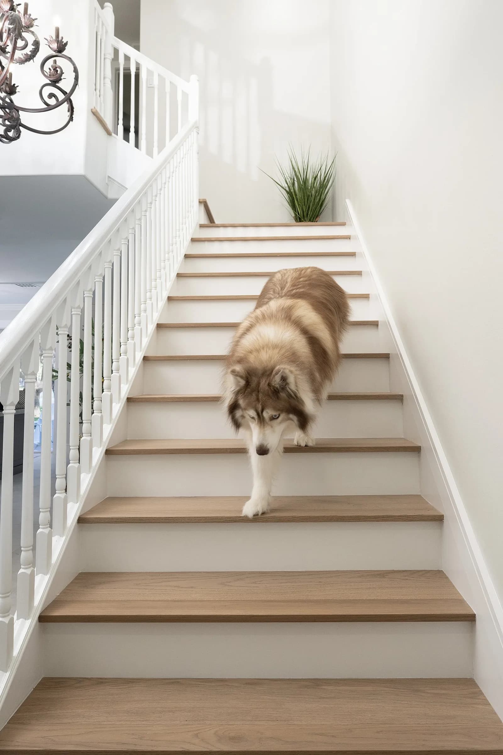Stair & landing. Light oak treads against white risers.